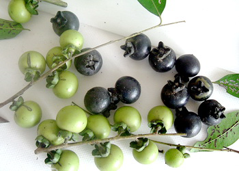 trái mật nưa