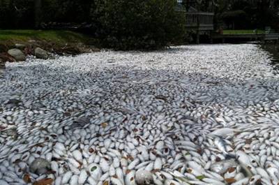 https://d.ibtimes.co.uk/en/full/1502698/florida-fish-die-off.jpg?w=600