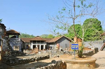 cây đào tô hiệu