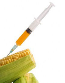 Monsanto Corn