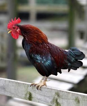 rooster-crow